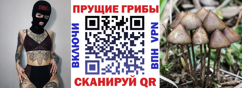 хочу   Мглин  Псилоцибиновые грибы мицелий 